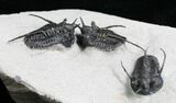 Triple Horned Cyphaspis Trilobite Plate #5183-3